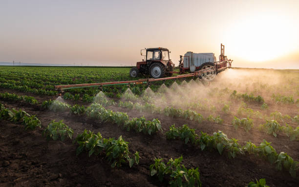 Best Ant Control Services  in Uvalde, TX