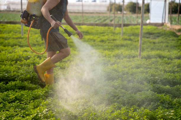 Best Insect Control  in Uvalde, TX